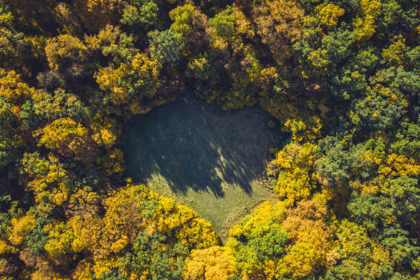 istock Top view of a forest clearing from a drone 1071343214