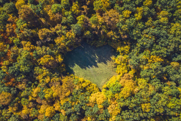 istock Top view of a forest clearing from a drone 1071343246
