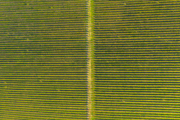 istock Vineyard drone shot, aerial view from above 1071343262