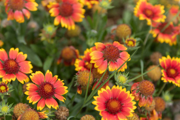 istock Blooming bright orange and yellow flowers 1071343326