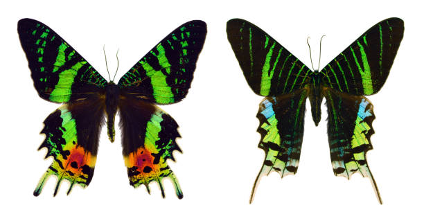 istock Beautiful exotic colorful butterflies isolated on white background. 1071343524