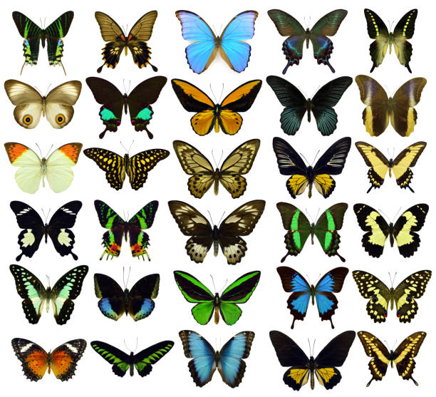 istock Beautiful exotic colorful butterflies isolated on white background. 1071343570
