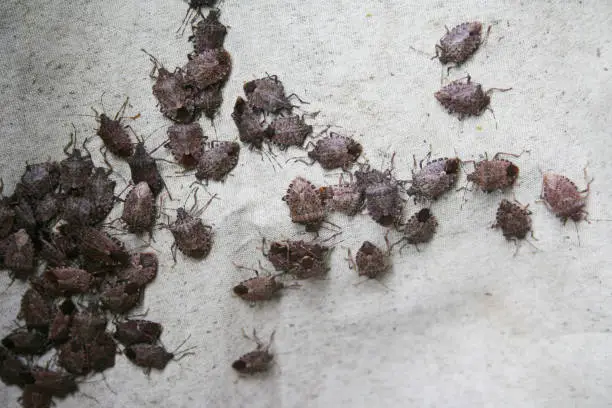 Brown Marmorated shield bug group. Halyomorpha halys insect infestation.