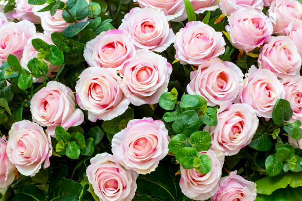 istock Soft pink color artifical roses background texture. 1071343762