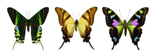 istock Beautiful exotic colorful butterflies isolated on white background. 1071344128