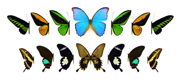 istock Beautiful exotic colorful butterflies isolated on white background. 1071345714