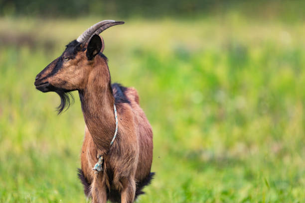 istock A brown goat in a field 1071346232
