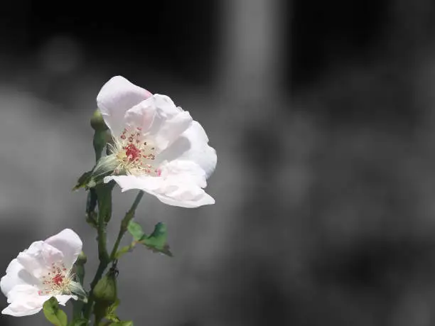 white flower with blur background