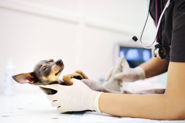 Dog having ultrasound scan in vet office Dog having ultrasound scan in vet office. Little dog terrier in veterinary clinic x ray image medical occupation technician nurse stock pictures, royalty-free photos & images