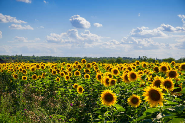 istock Vibrant sunflower field 1071352850