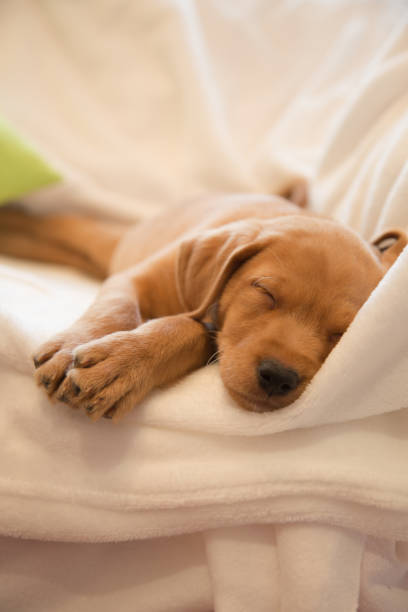 istock Headshot of sleeping puppy 1071353254