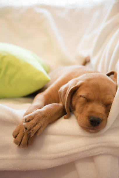 istock Headshot of sleeping puppy 1071353288