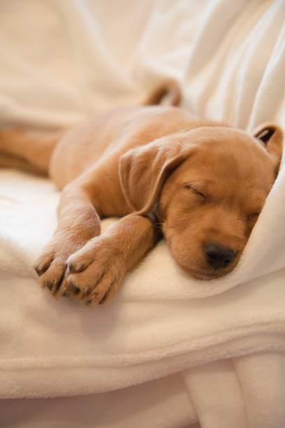 istock Headshot of sleeping puppy 1071353294
