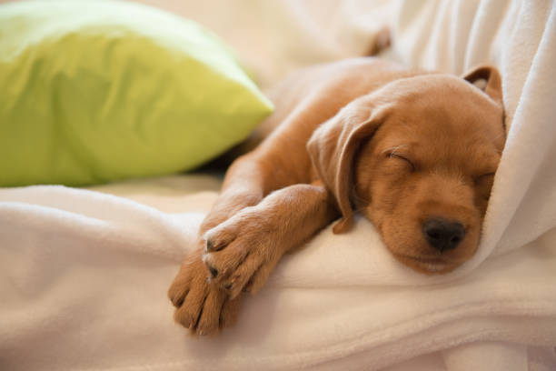 istock Close-up of puppy’s nose 1071353312