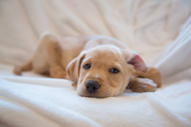 istock Close-up of puppy’s nose 1071353740