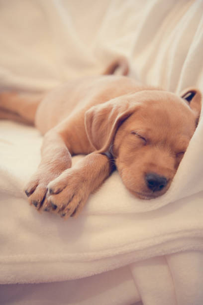 istock Headshot of sleeping puppy 1071354144