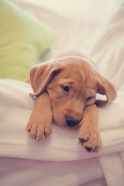 istock Headshot of sleeping puppy 1071354254