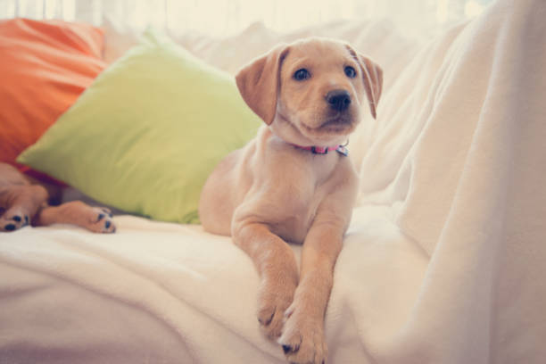 istock Portrait of puppy lying down on white sheets 1071354402