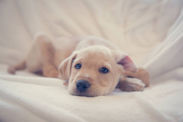 istock Close-up of puppy’s nose 1071354608