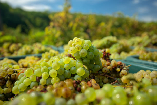 istock White vine grapes. Grapes for making wine. 1071357260