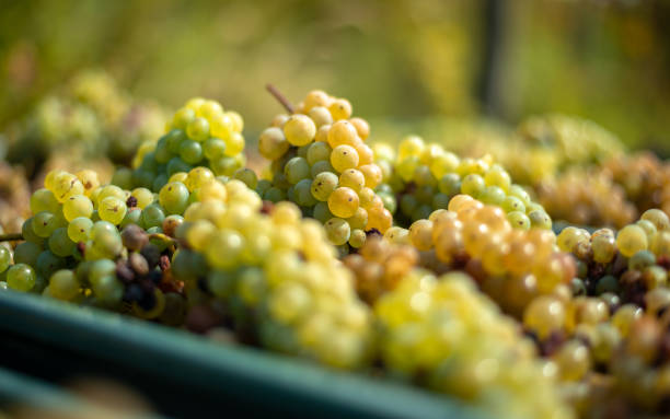 istock White vine grapes. Grapes for making wine. 1071357458