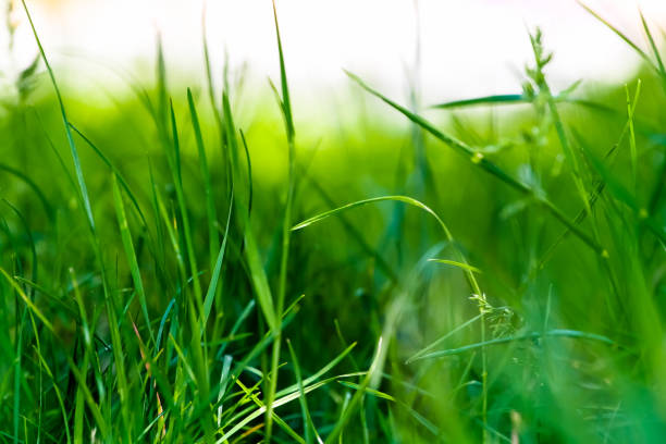 istock very beautiful summer grass in the forest 1071357496
