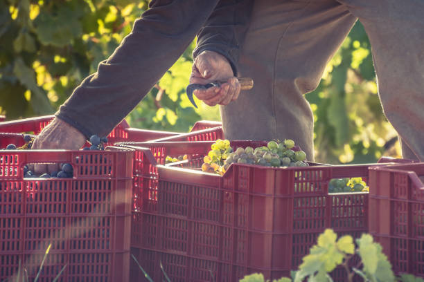 istock Depositing grapes in boxes in the vintage 1071358842