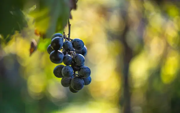 Blue bunch of grapes in the vineyard at autumn season, Hungary.