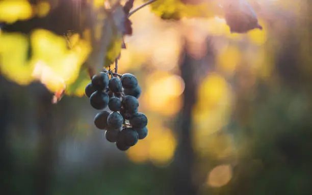 Blue bunch of grapes in the vineyard at autumn season, Hungary.