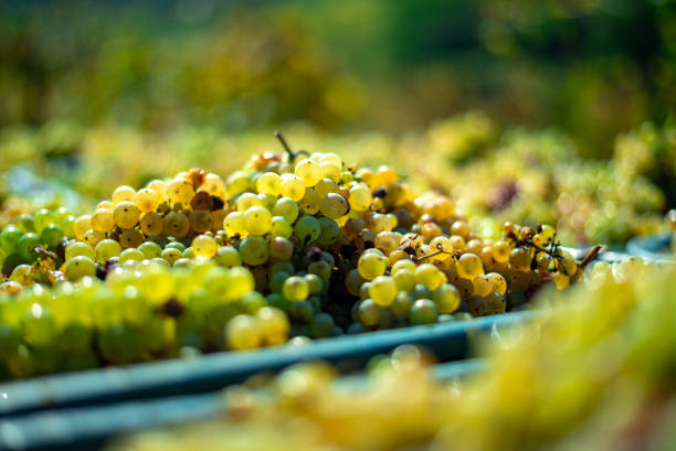 istock White vine grapes. Grapes for making wine. 1071362390