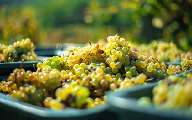 istock White vine grapes. Grapes for making wine. 1071362678
