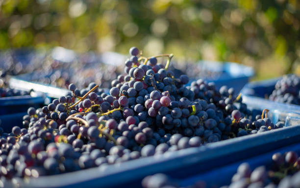 istock Blue vine grapes in the harvesting time. Grapes for making wine. 1071363182