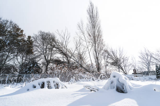istock Branches is full of snow 1071363268