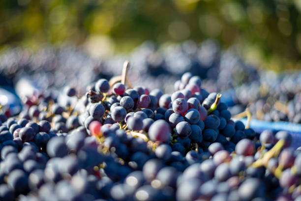istock Blue vine grapes in the harvesting time. Grapes for making wine. 1071363442