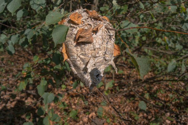 istock Nests of leaf belonging wasp. Autumnn forest 1071364666