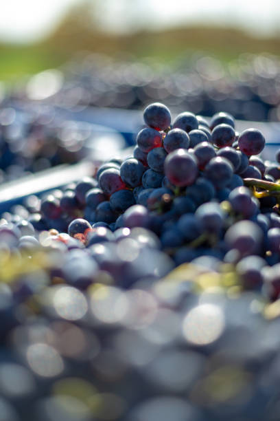 istock Blue vine grapes in the harvesting time. Grapes for making wine. 1071365204