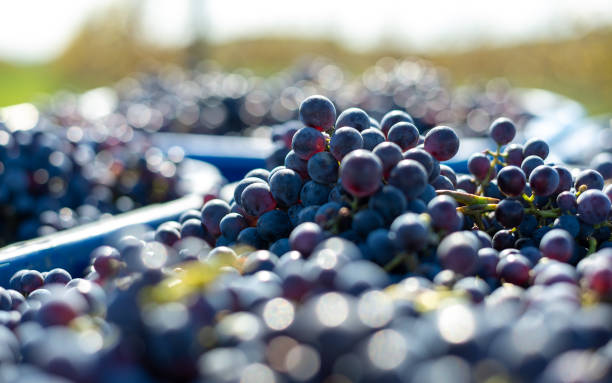 istock Blue vine grapes in the harvesting time. Grapes for making wine. 1071365274