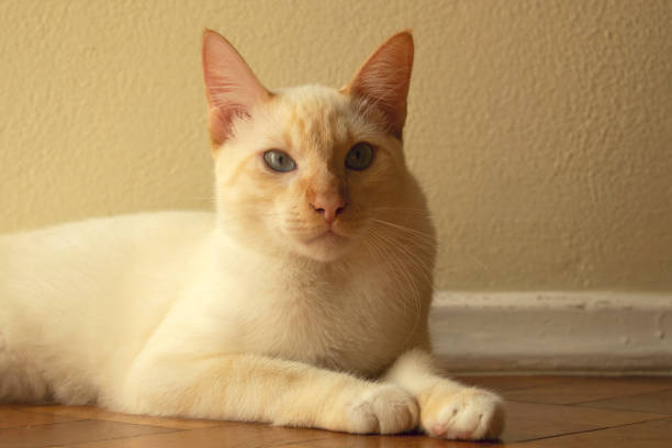 A cute little cat close up.  Cat is looking at camera.