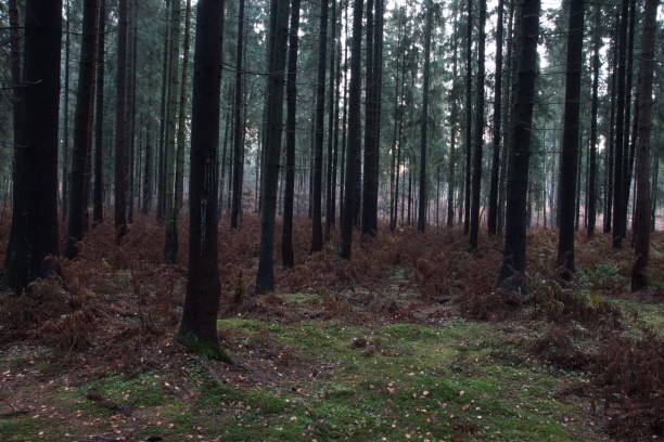 istock Spruce forest in autumn with fallen needles and withered ferns 1071372134