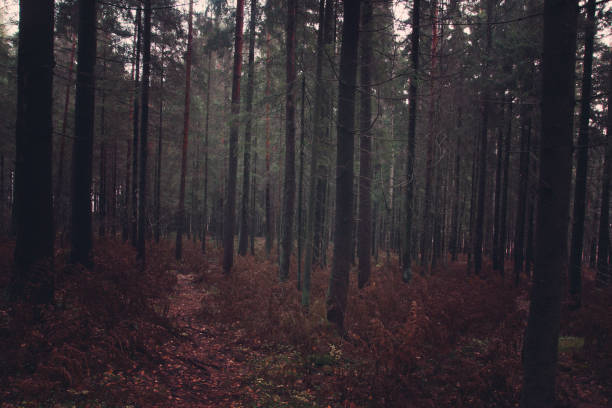 istock Dark fir forest in the fall with fallen needles and withered ferns, the path goes deep into the forest 1071372200