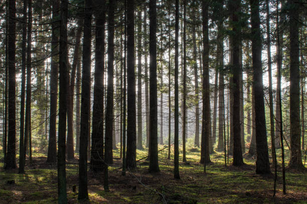istock Thick coniferous forest in autumn.Translucent sun rays gently fall on the trunks of trees. 1071372620