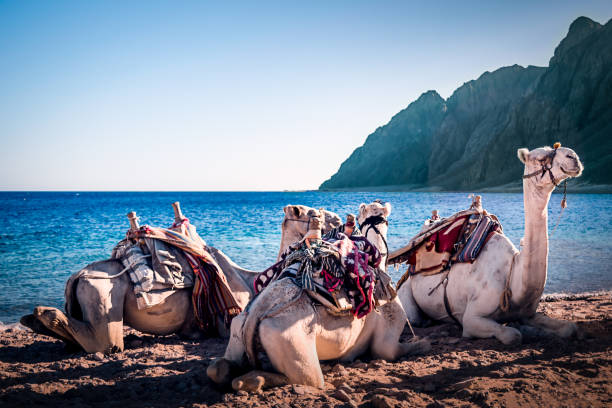 istock Camels on the beach three Pools Dahab 1071377634
