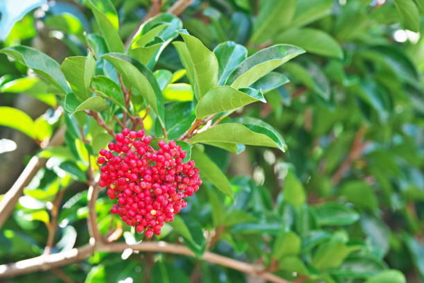 Viburnum odoratissimum Saint-Gorju