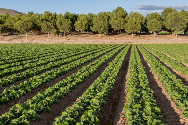 istock lettuce field and with pine trees in the background 1071384138