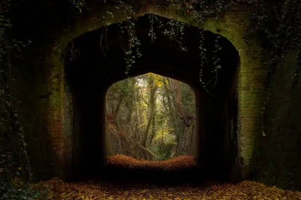 Photo of Dark archway in autumn woods showing the leaf fall