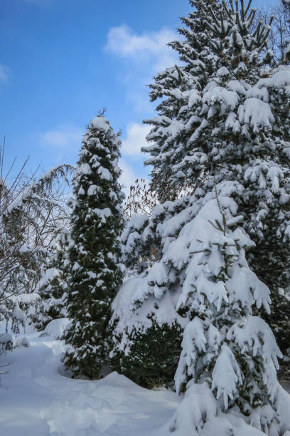 istock Real winter. Pines, spruce and shrubs are covered with white fluffy snow. 1071386856