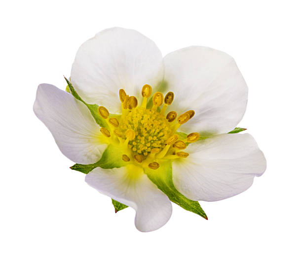 istock Strawberry flower isolated on white 1071387142
