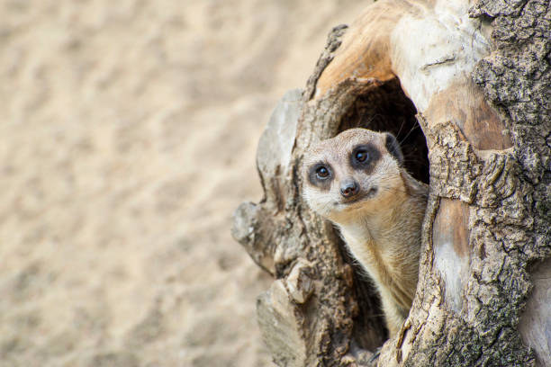 Meerkat Looking from Hole Meerkat coming out of his hole in old wood. meerkat stock pictures, royalty-free photos & images