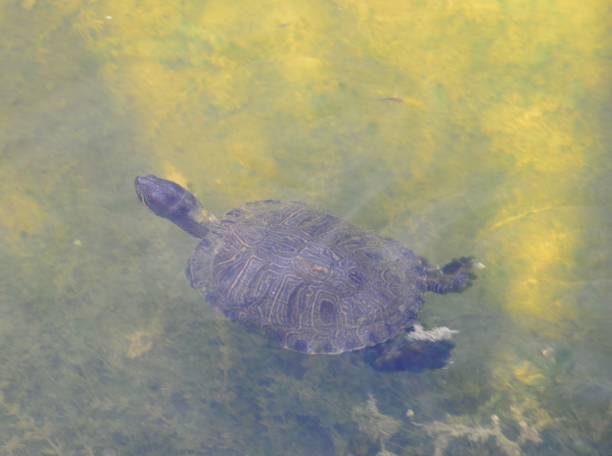 istock Terrapin in a pond in Florida 1071393380