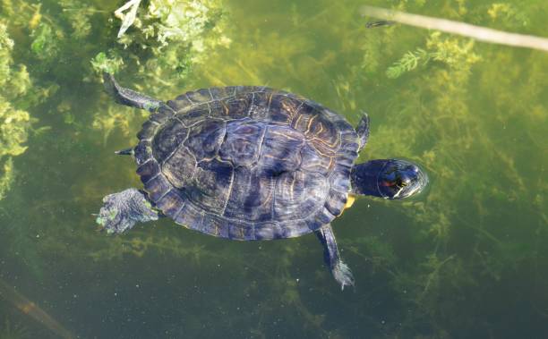 istock Terrapin in a pond in Florida 1071393586